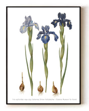 Load image into Gallery viewer, Iris xiphioides (1649-1659) – Botanical Art by Johannes Simon Holtzbecher– 16x20&quot; (40x50 cm)
