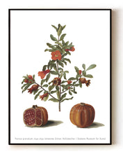 Load image into Gallery viewer, Punica granatum (1649-1659) – Botanical Art by Johannes Simon Holtzbecher– 16x20&quot; (40x50 cm)
