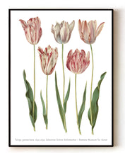 Load image into Gallery viewer, Tulipa gesneriana (1649-1659) Botanical Art Print by Johannes Simon Holtzbecker – 16x20&quot; (40x50 cm)
